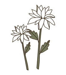 White dahlia flower on a branch with leaves. Flat vector illustration and line
