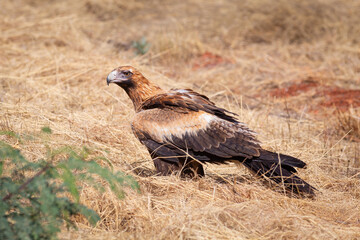 A Wedge Tailed Eagle, Australia's largest bird of prey, sitting next to the road in tropical Queensland, Australia