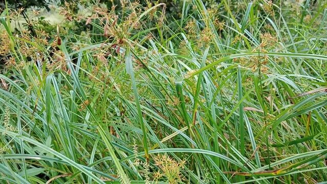  Cyperaceae grass or Cyperus rotundus or rusiga (in malay) in the meadow . photo taken in mnalaysia