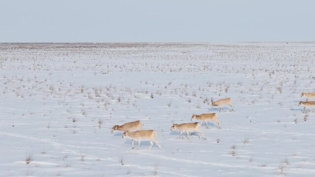 Saigas in winter during the rut. A herd of Saiga antelope or Saiga tatarica running in snow - covered steppe in winter. Antelope migration in winter. Walking with wild animals, slow motion video.
