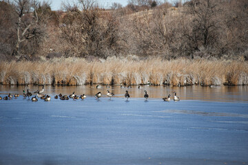 flock of ducks on the lake