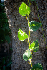 flower in garden natural outdoor