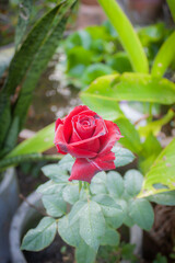 rose flower in garden natural outdoor