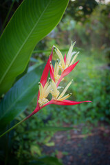 flower in garden natural outdoor