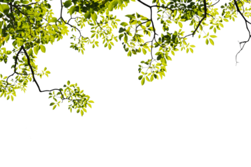 Image of branches with leaves of a big tree isolated on a png file on a transparent colored background.