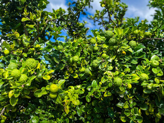 Combava fruit on tree with leaves