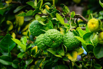 Combava fruit on tree with leaves