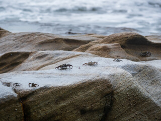 Crabs on Rocks