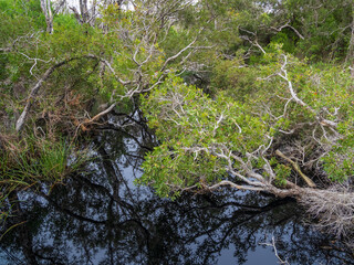 Creek with trees fringing