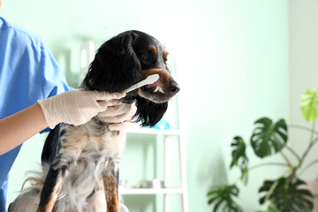 Female veterinarian brushing cocker spaniel's teeth in clinic, closeup
