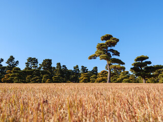 冬の皇居外苑の風景