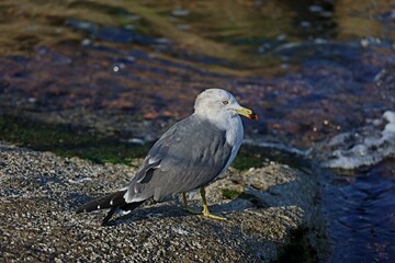 black headed gull