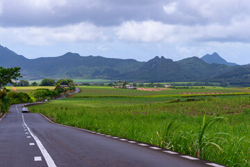 Green sugarcane plantations against the backdrop of volcanic mountains on the island of Mauritius