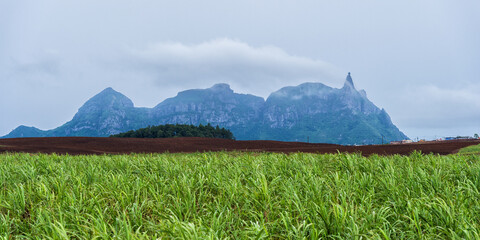 Green sugarcane plantations against the backdrop of volcanic mountains on the island of Mauritius