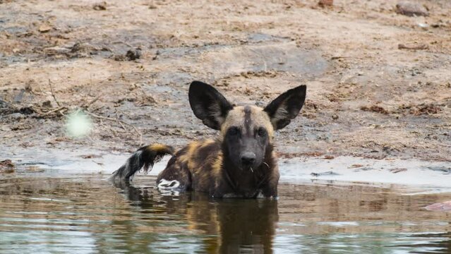 Endangered African Wild Dog Cool Off in Shallow Waterhole In Africa. - close up