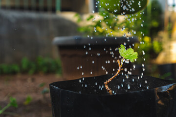 watering grapevine in a black polybag, grape seedling cultivation before planted in the soil
