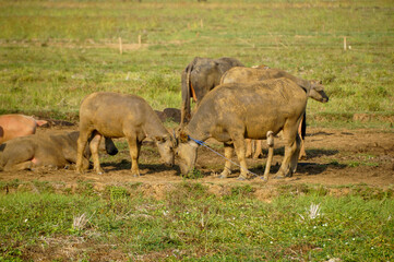 Fototapeta premium A herd of Indonesian domestic buffalo in a grassland