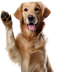 Golden retriever dog giving paw isolated on transparent background. PNG - obrazy, fototapety, plakaty