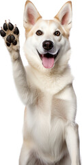 Husky retriever dog giving paw isolated on transparent background. PNG - obrazy, fototapety, plakaty
