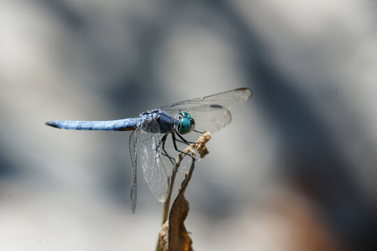 A blue-eyed Darner dragonfly perched on plant.