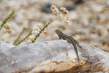 A common lizard sits on an old dry log and bask in the sun.