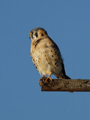 An American Kestrel bird perched on wooden pole with the clear blue sky in the background