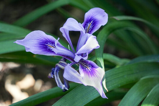 Close up of a Douglas Iris flower with green foliage background.