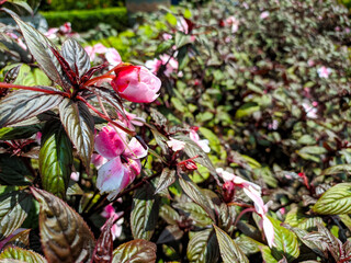 Impatiens hawkeri (New Guinea impatiens) in park
