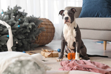 Naughty Staffordshire Terrier and mess at home on Christmas eve