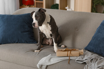 Naughty Staffordshire Terrier with torn Christmas gift box on sofa at home