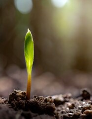 Green young sprouts begin to emerge from the soil. Beginning of spring