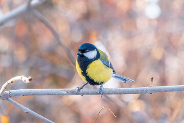 Cute bird Great tit, songbird sitting on a branch without leaves in the autumn or winter.