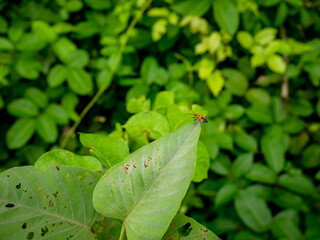 Dysdercus cingulatus that sits on leaves
