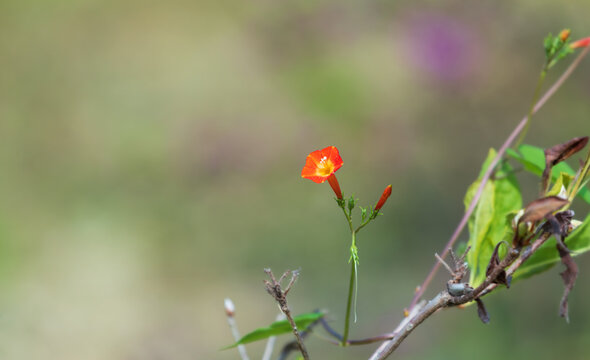 Small and cute Red Morning Glory. Mexican Morning Glory, Red Star, Quamoclit coccinea Moench