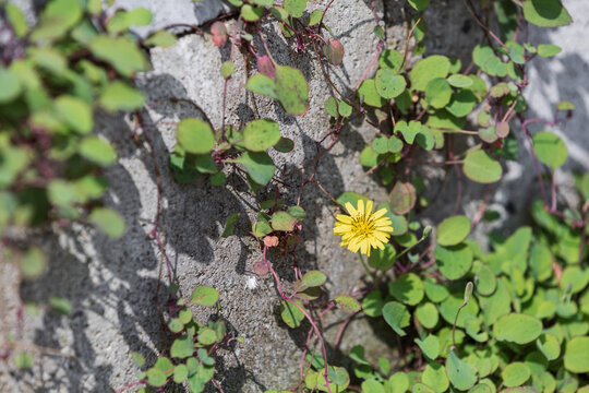 Creeping ixeris with yellow petals, found on the roadside. creeping lettuce, Ixeris stolonifera
