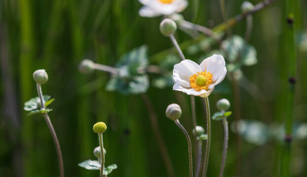 A cute little white anemone. Japanese anemones, Anemone hupehensis