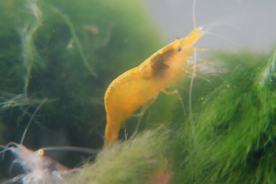 Yellow Golden Back Shrimp|Neocaridina denticulata|Neocaridina heteropoda var. yellow|金背黃金米蝦