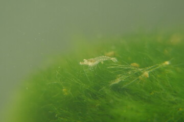 Yellow Golden Back Shrimp|Neocaridina denticulata|Neocaridina heteropoda var....