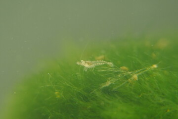 Yellow Golden Back Shrimp|Neocaridina denticulata|Neocaridina heteropoda var. yellow|金背黃金米蝦