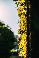 yellow  leaf on the wall