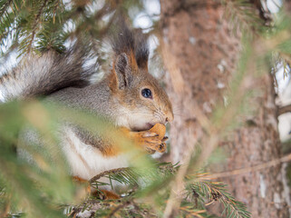 The squirrel with nut sits on tree in the winter or late autumn