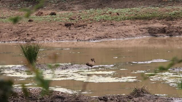 A Hamerkop, an African water bird, walks through a shallow pool
