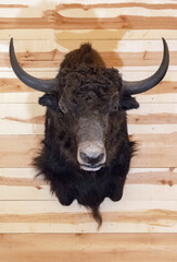 Traditional Spanish fighting bull trophy mounted on light wood background