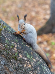 The squirrel with nut sits on tree in the autumn. Eurasian red squirrel, Sciurus vulgaris.