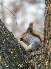 The squirrel with nut sits on tree in the autumn. Eurasian red squirrel, Sciurus vulgaris.