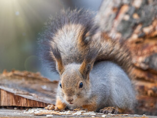 A squirrel sits on a stump and eats nuts in autumn.