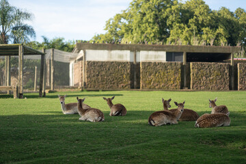 Group of deer resting in the shade, enjoying a beautiful day
