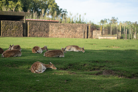 Group of deer resting in the shade, enjoying a beautiful day