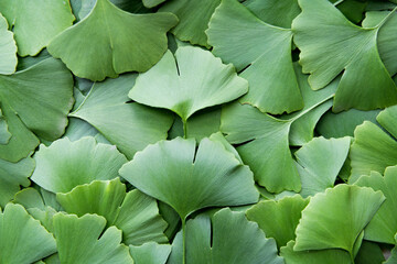 A pile of green ginkgo leaves