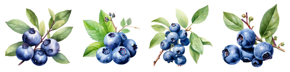 Watercolor Blueberry png collection - obrazy, fototapety, plakaty
